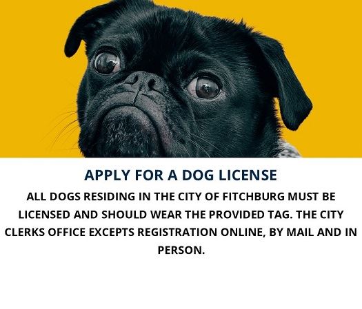 dog licenses