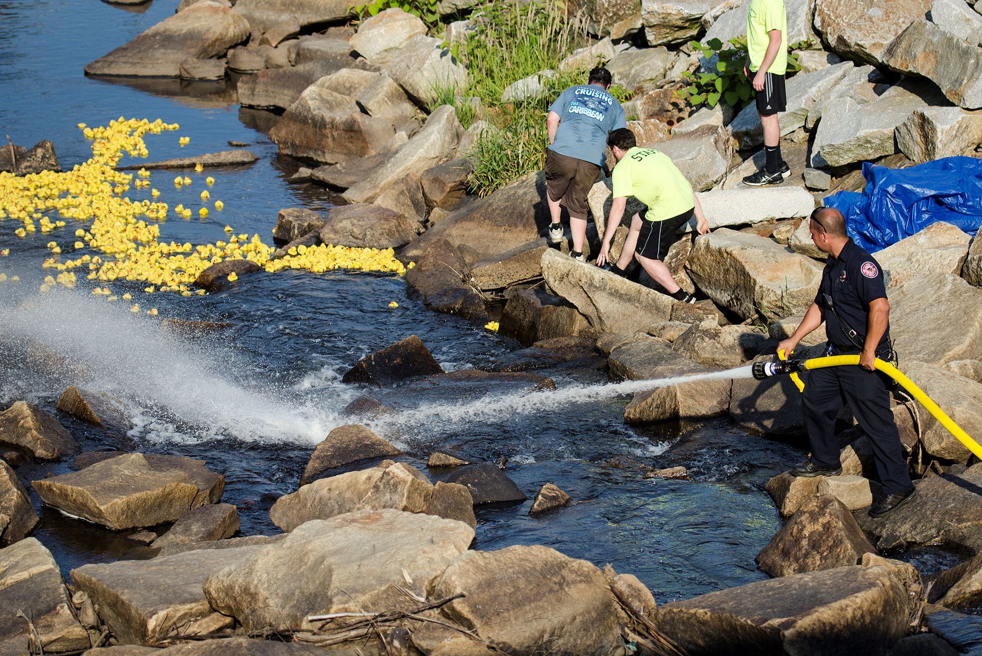 Duck Race And They Are Off