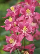 columbine